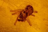 Fossil Aphid, Spider and Fly in Baltic Amber #159894-3